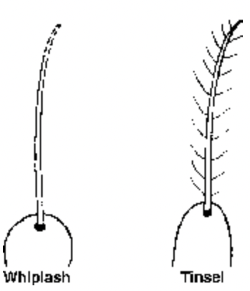 CILIA AND FLAGELLA